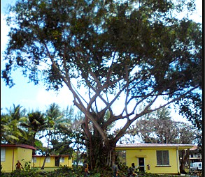 arbre