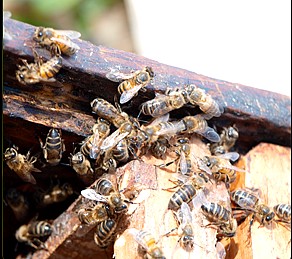 nid abeilles