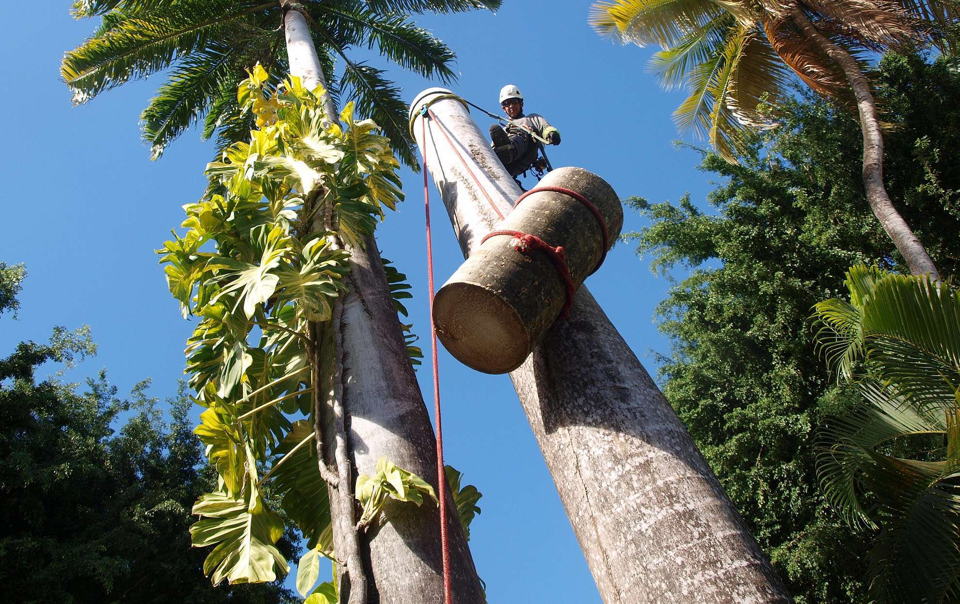 démontage arbre