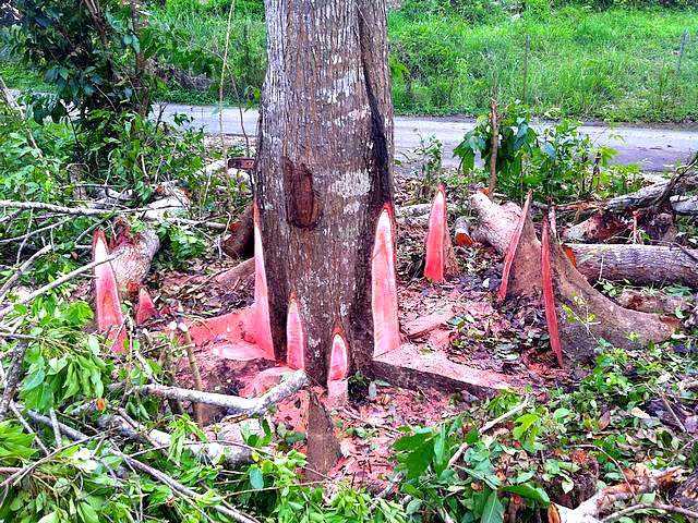 abattage-arbre