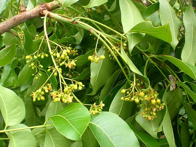 soins-feuilles